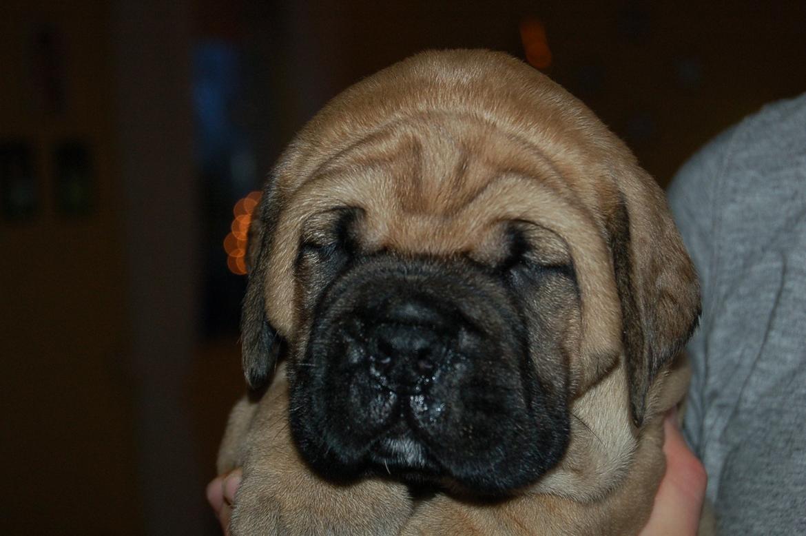 Bullmastiff Boulevard of Fame's Canja billede 2
