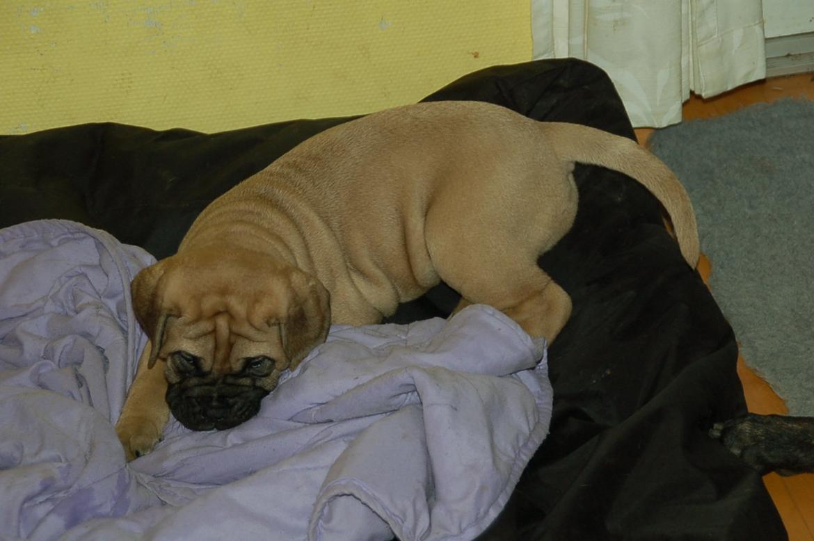 Bullmastiff Boulevard of Fame's Canja billede 3