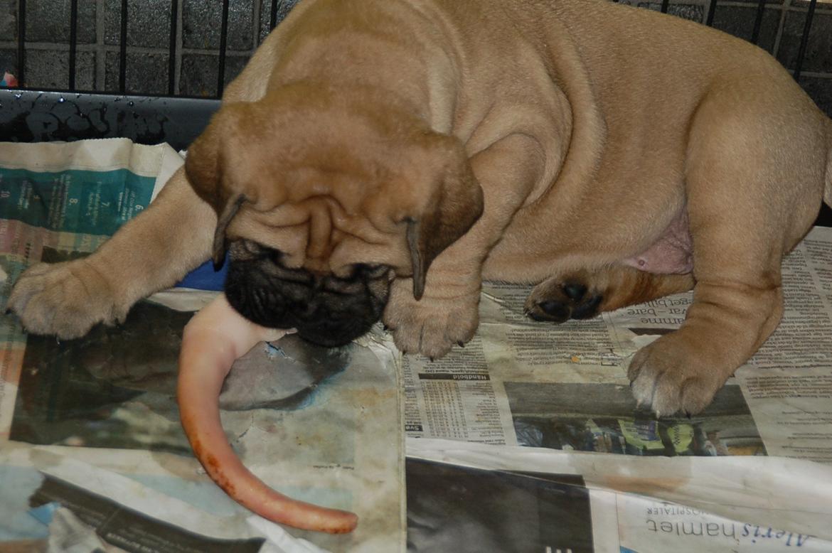 Bullmastiff Boulevard of Fame's Canja billede 4