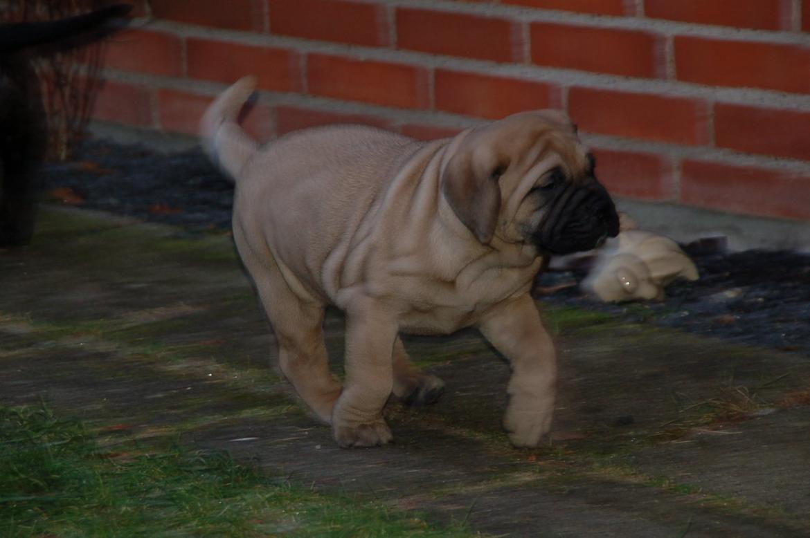 Bullmastiff Boulevard of Fame's Canja billede 5