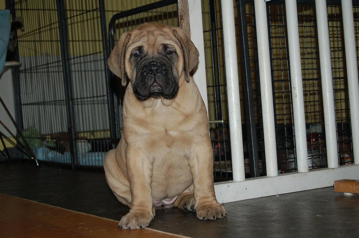 Bullmastiff Boulevard of Fame's Canja billede 6