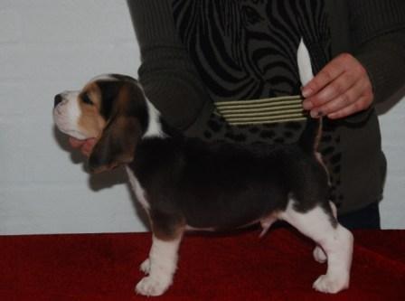 Beagle Ludwig / Fairytosh Talisker billede 3