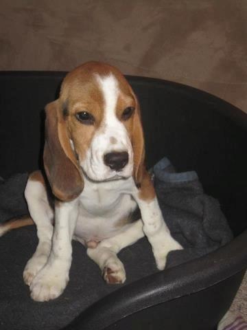 Beagle Ludwig / Fairytosh Talisker billede 2