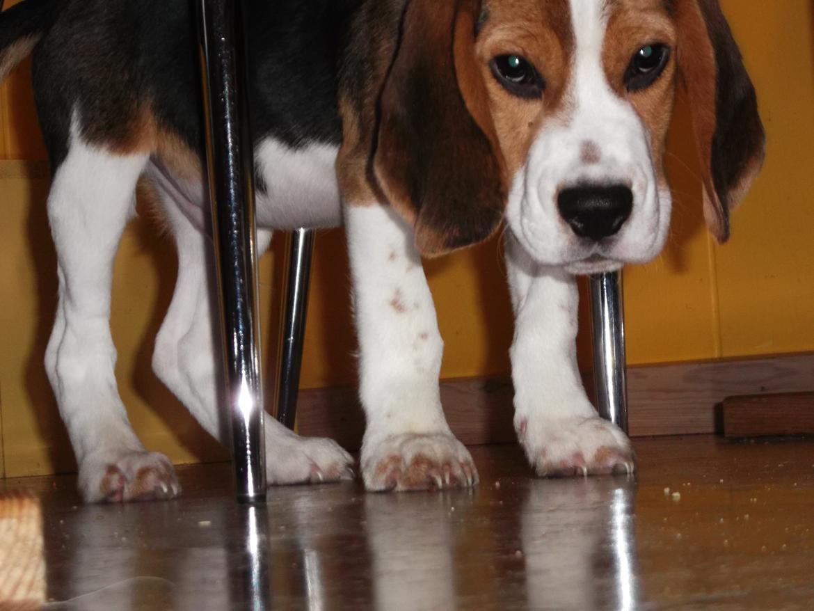 Beagle Ludwig / Fairytosh Talisker billede 4