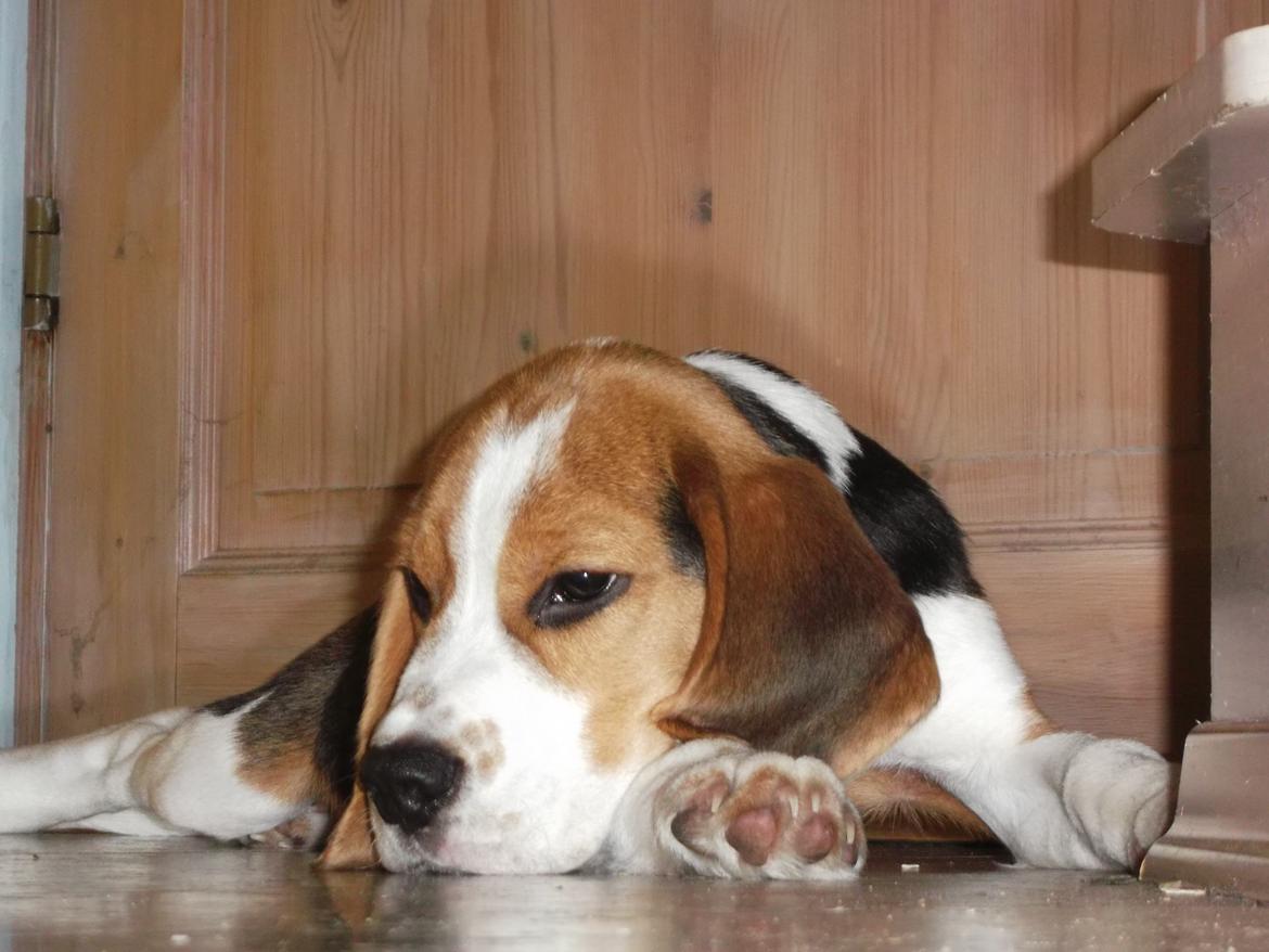 Beagle Ludwig / Fairytosh Talisker billede 5