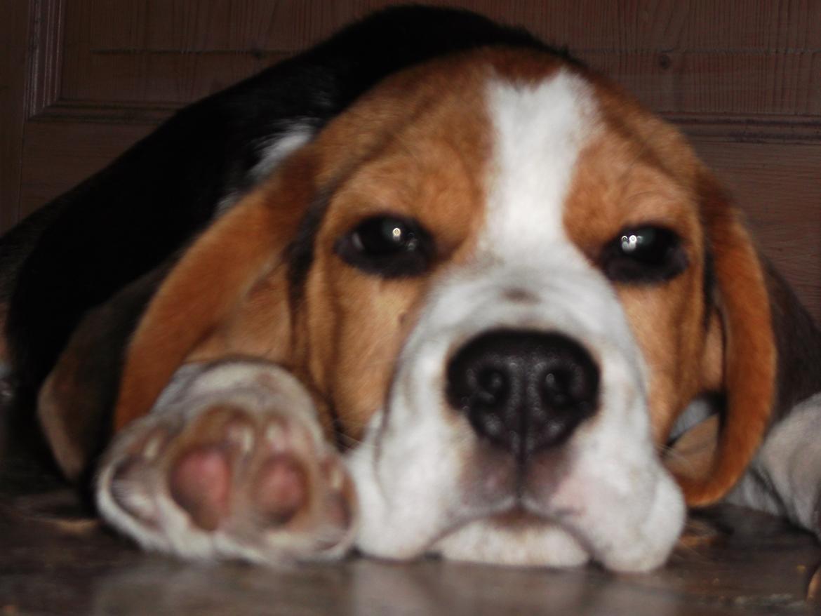 Beagle Ludwig / Fairytosh Talisker billede 1