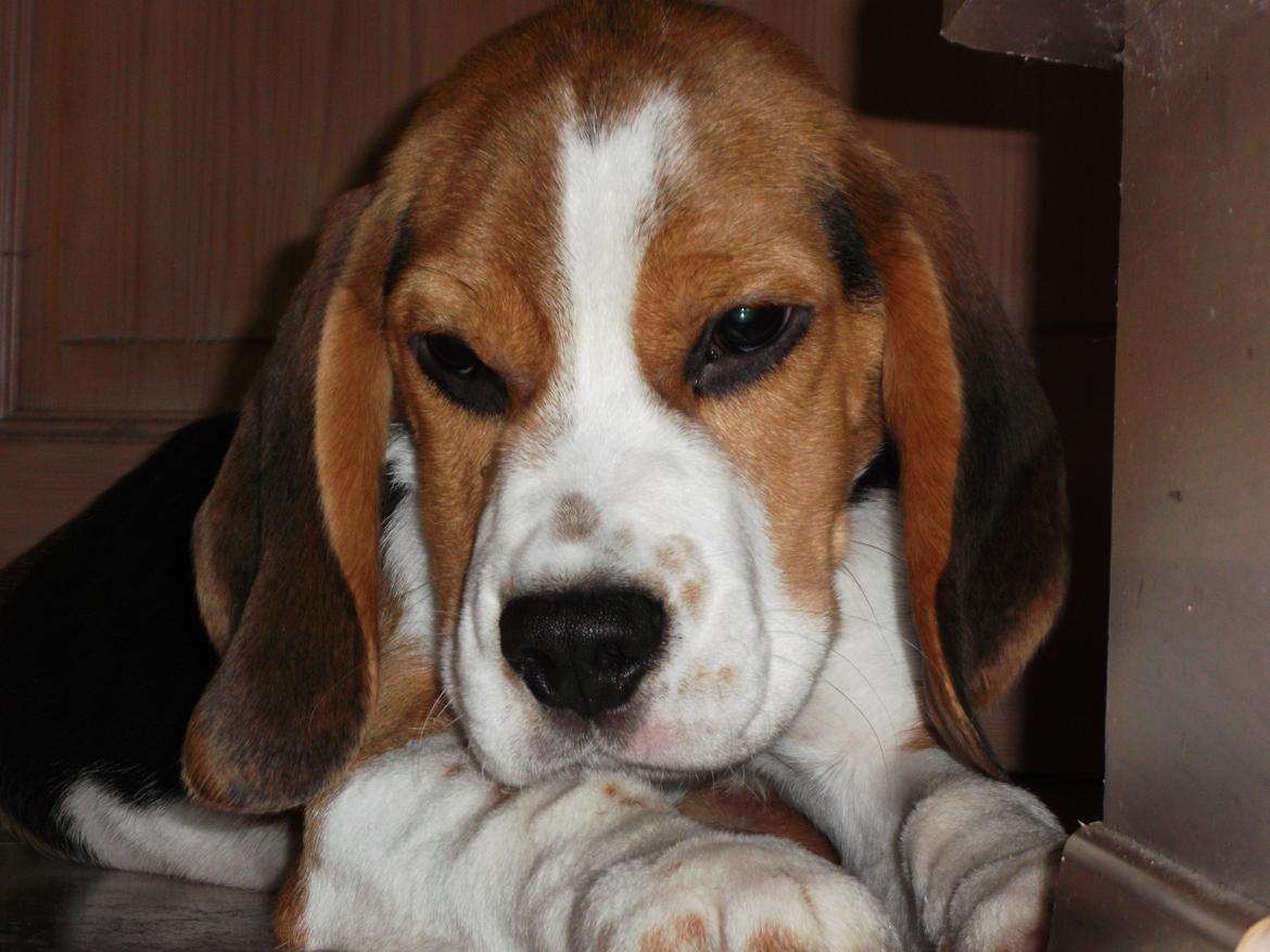 Beagle Ludwig / Fairytosh Talisker billede 6