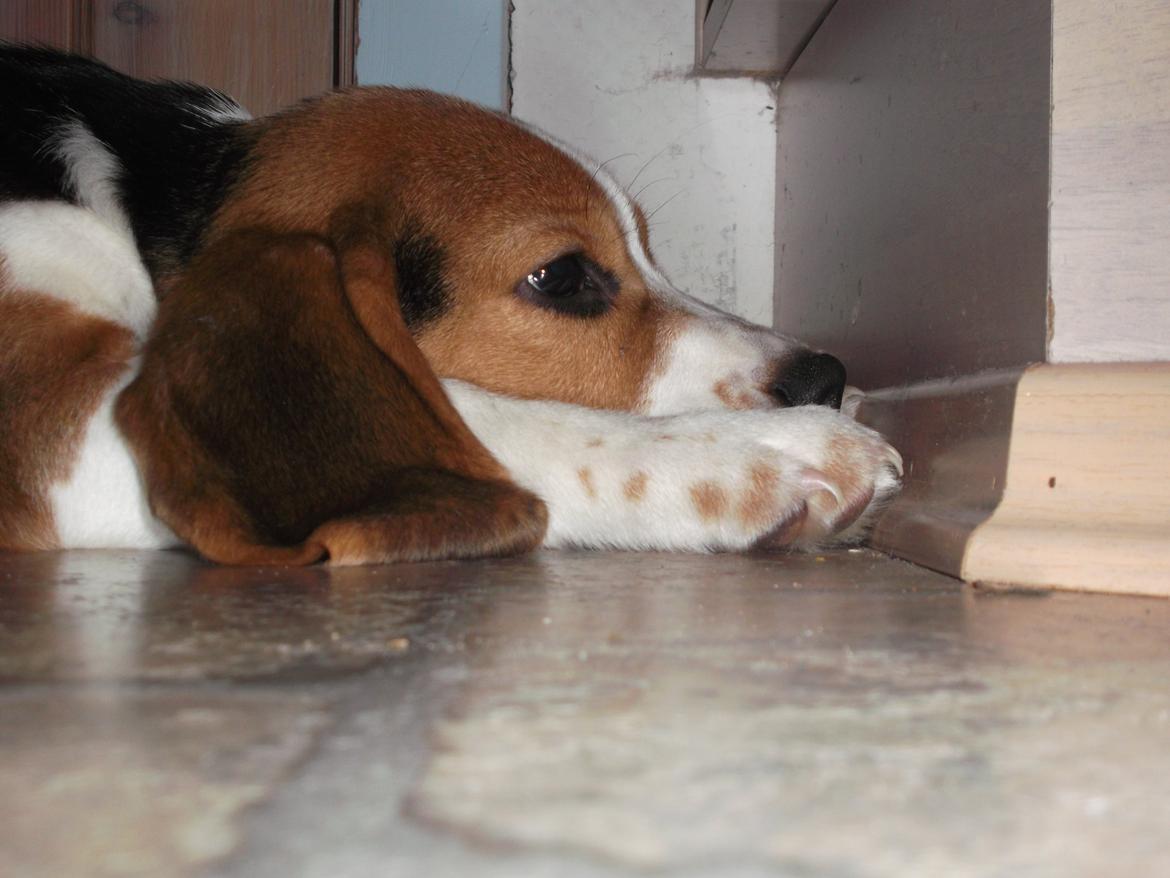 Beagle Ludwig / Fairytosh Talisker billede 7