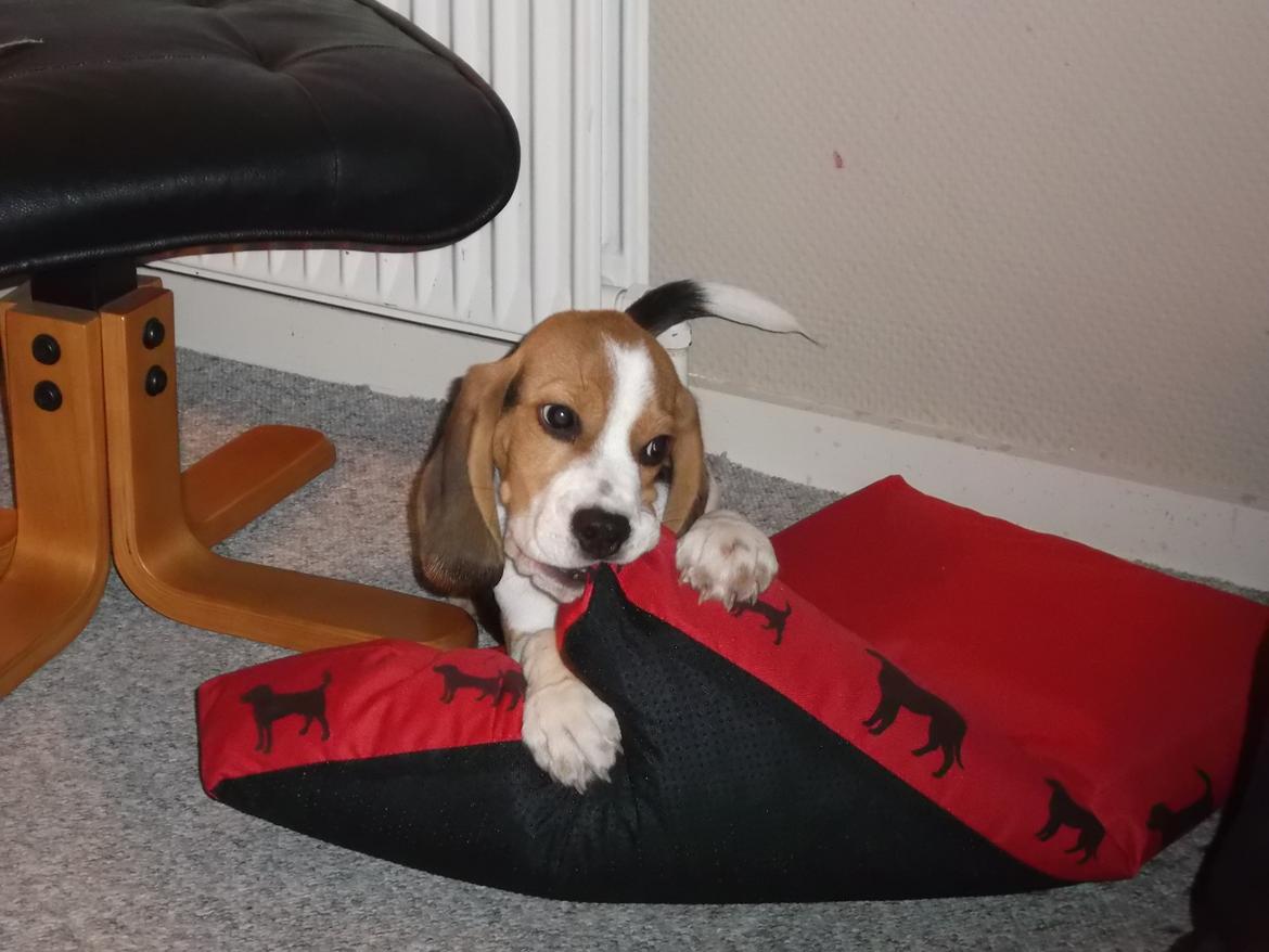 Beagle Ludwig / Fairytosh Talisker billede 8