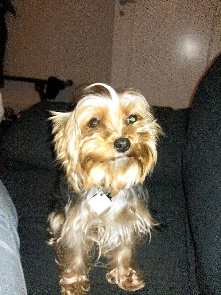 Yorkshire terrier Killah - Altid en glad lille vovse ;) billede 7