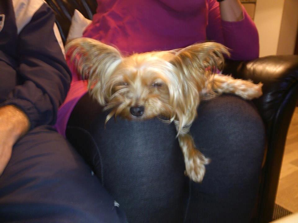 Yorkshire terrier Killah - Ja, så gik hun da vidst kold ;) billede 8