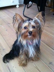 Yorkshire terrier Killah - Da hun blev 1 år :) billede 11