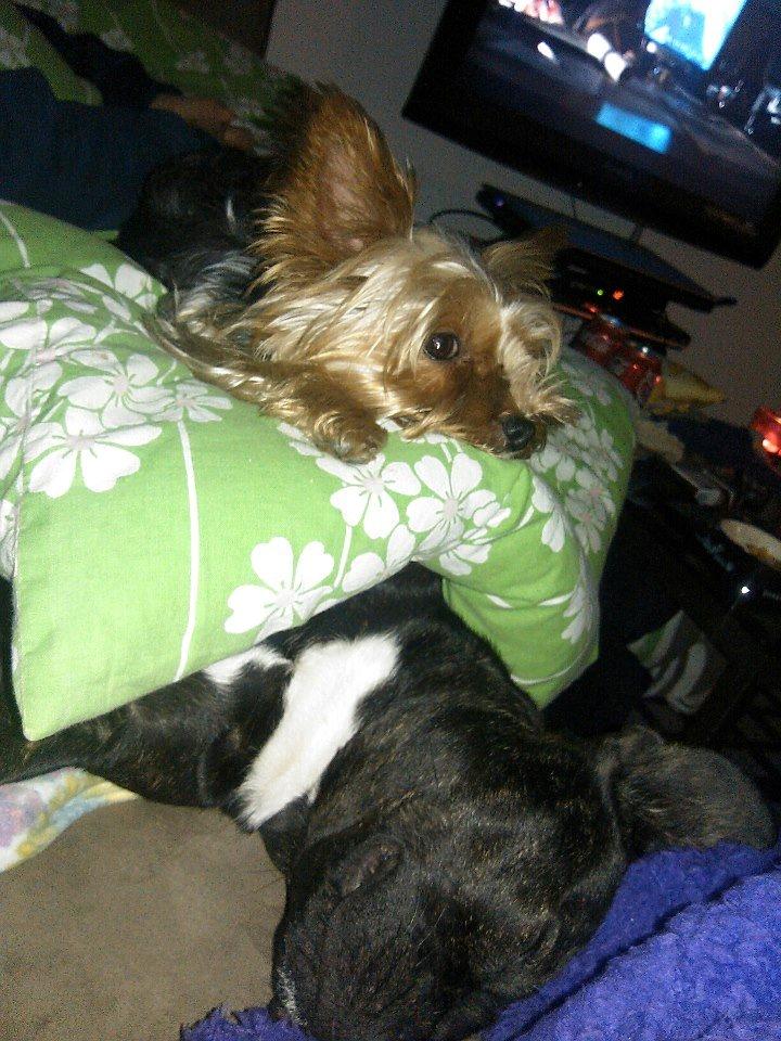 Yorkshire terrier Killah - Killah putter med sin "lillesøster" Nellie ;) billede 13