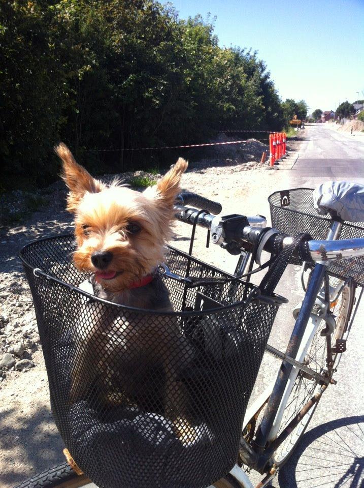 Yorkshire terrier Killah - Med ude at cykle en tur :p billede 14