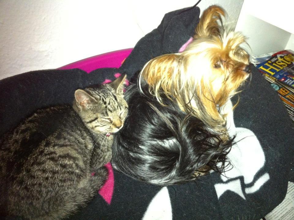 Yorkshire terrier Killah - Killah og Mille putter <3 billede 15