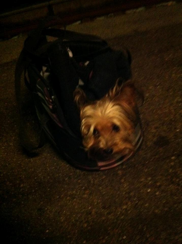 Yorkshire terrier Killah - En meget træt vovse ;) billede 16
