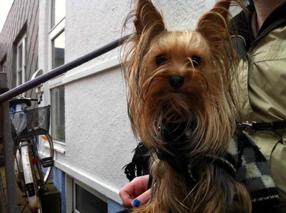 Yorkshire terrier Killah - Da hun var meget langhåret ;) billede 17