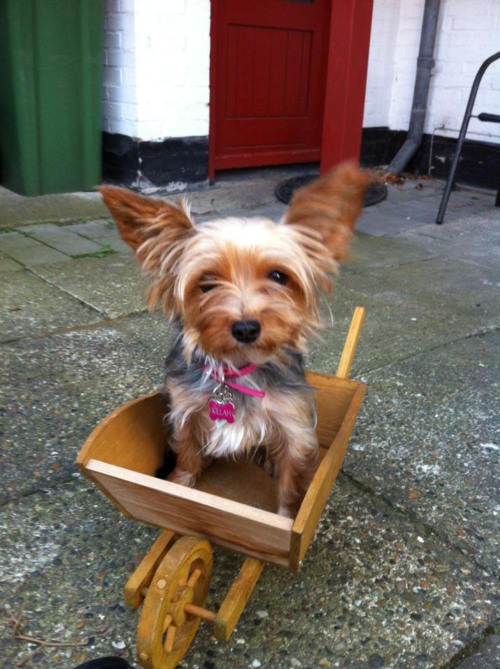 Yorkshire terrier Killah - Nyklippet ^^ billede 18