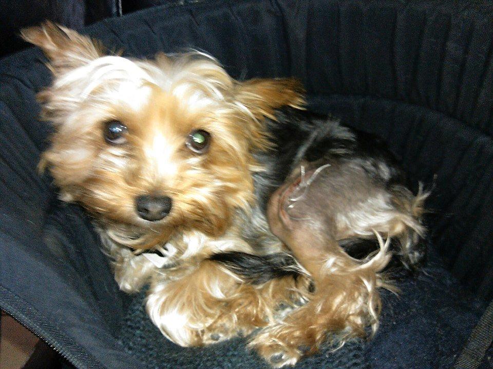 Yorkshire terrier Killah - Min lille baby <3 billede 19