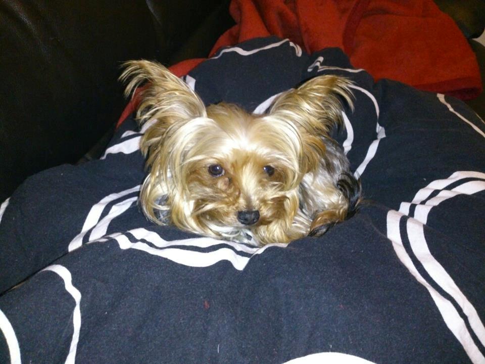 Yorkshire terrier Killah - En ægte puttehund <3 billede 20