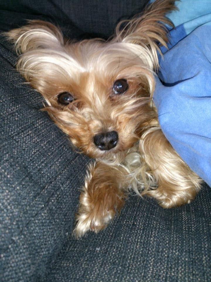 Yorkshire terrier Killah - Killah elsker at putte med mig under dynen :) billede 1