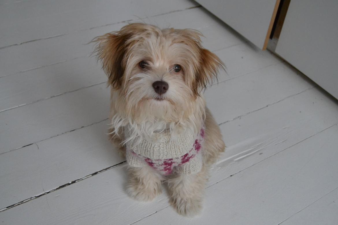 Bichon havanais Molly billede 18