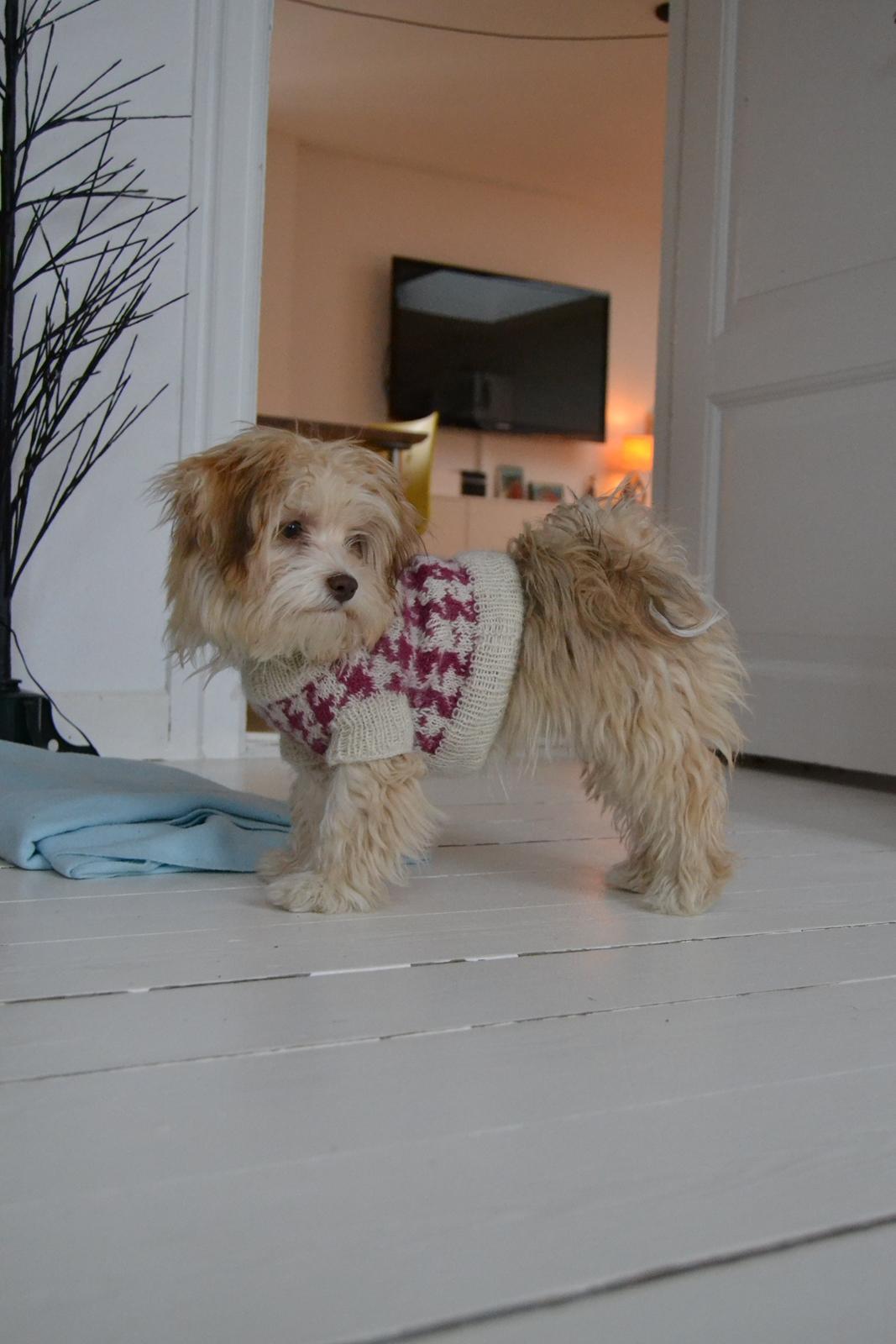 Bichon havanais Molly - Molly med sin trøje. billede 19