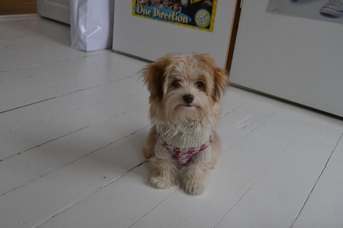 Bichon havanais Molly billede 1