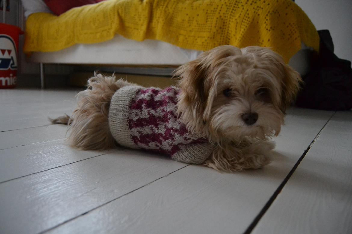 Bichon havanais Molly billede 20