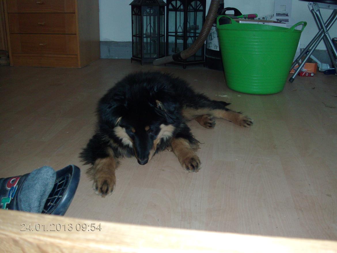 Blanding af racer Duchess - Hov vent lige der er noget der, hvad er det ? :) Argh jeg ligger lig så godt :)  billede 17