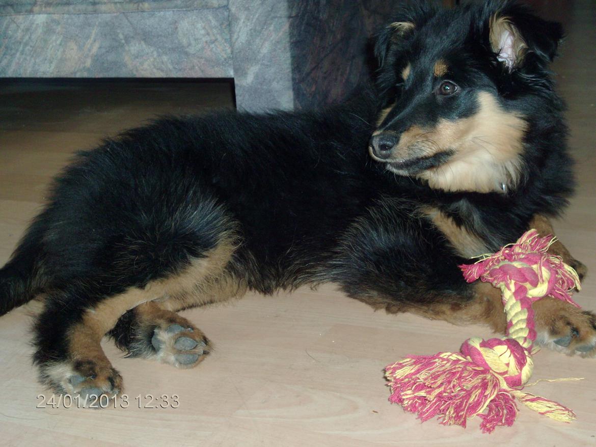 Blanding af racer Duchess billede 13