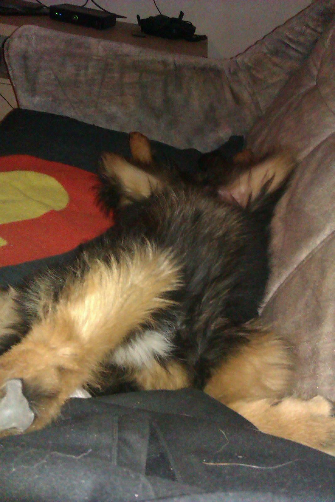 Blanding af racer Duchess - zzzZzzz billede 18