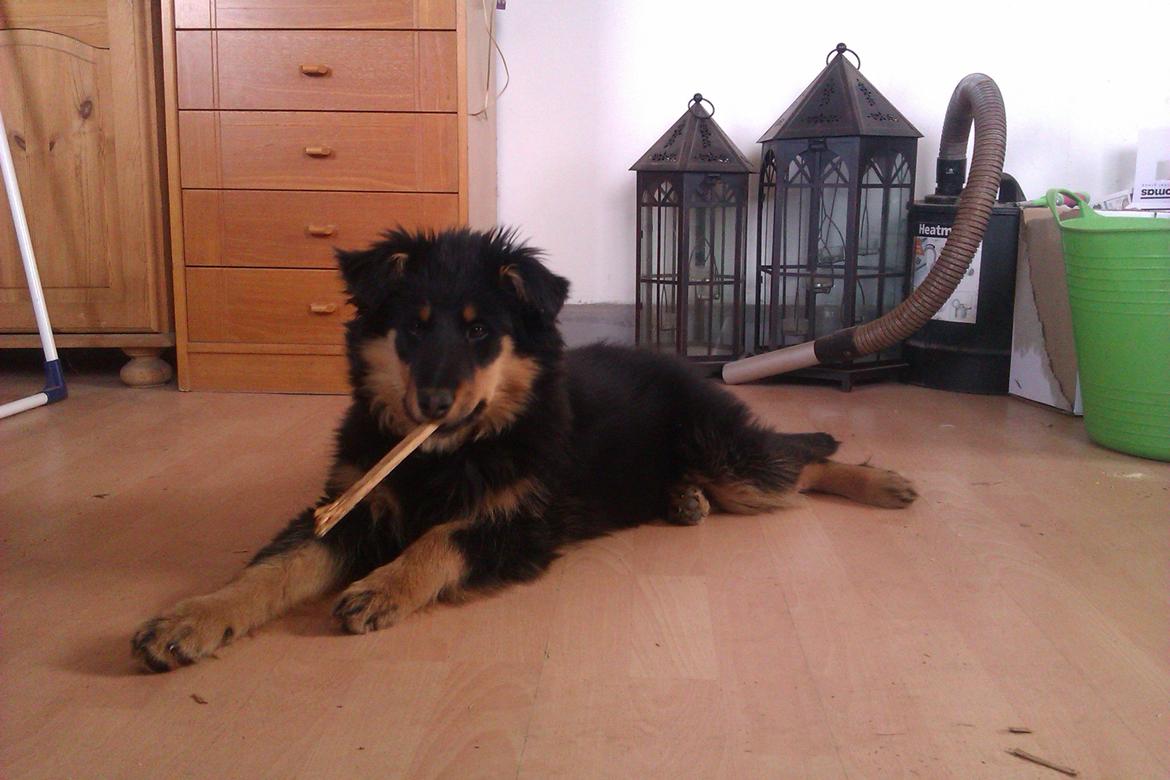 Blanding af racer Duchess - Se mor jeg har fundet en pind, som jeg kunne tage ud af kassen :) Tosse <3
 billede 19