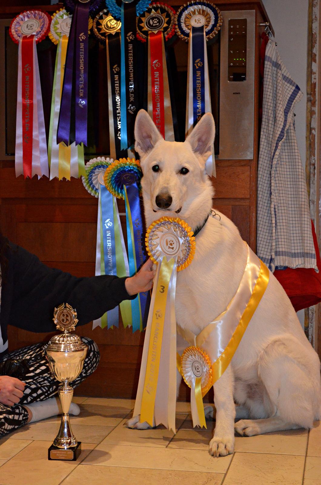 Hvid Schweizisk Hyrdehund Canto *R.I.P. Februar 2013 ;(* - Januar 2013 billede 2