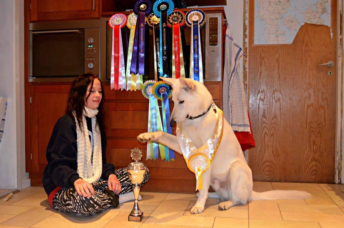 Hvid Schweizisk Hyrdehund Canto *R.I.P. Februar 2013 ;(* - Januar 2013 billede 1