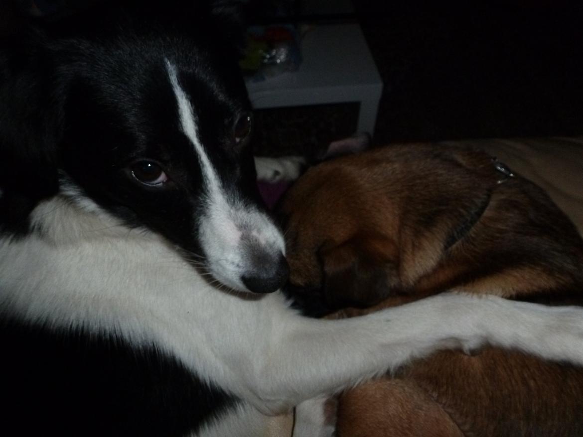 Blanding af racer Molly billede 3