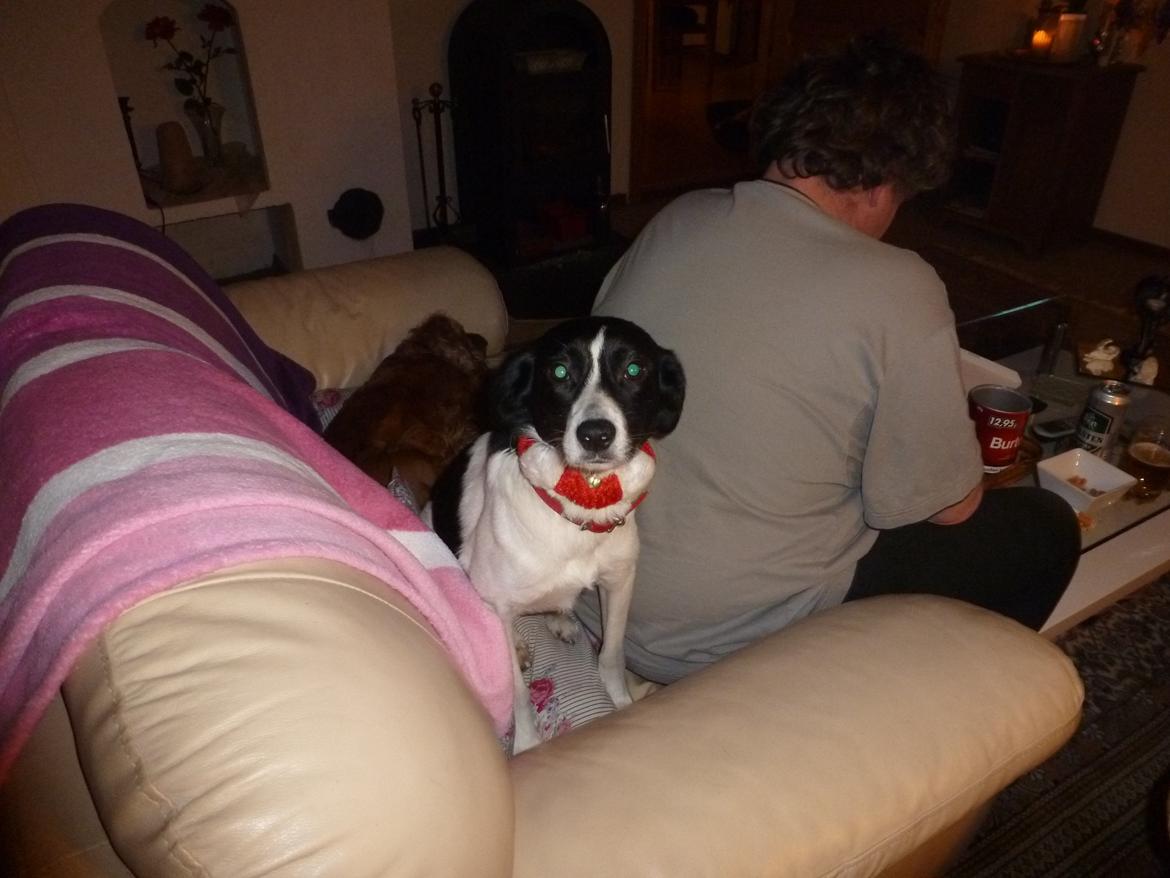 Blanding af racer Molly billede 4