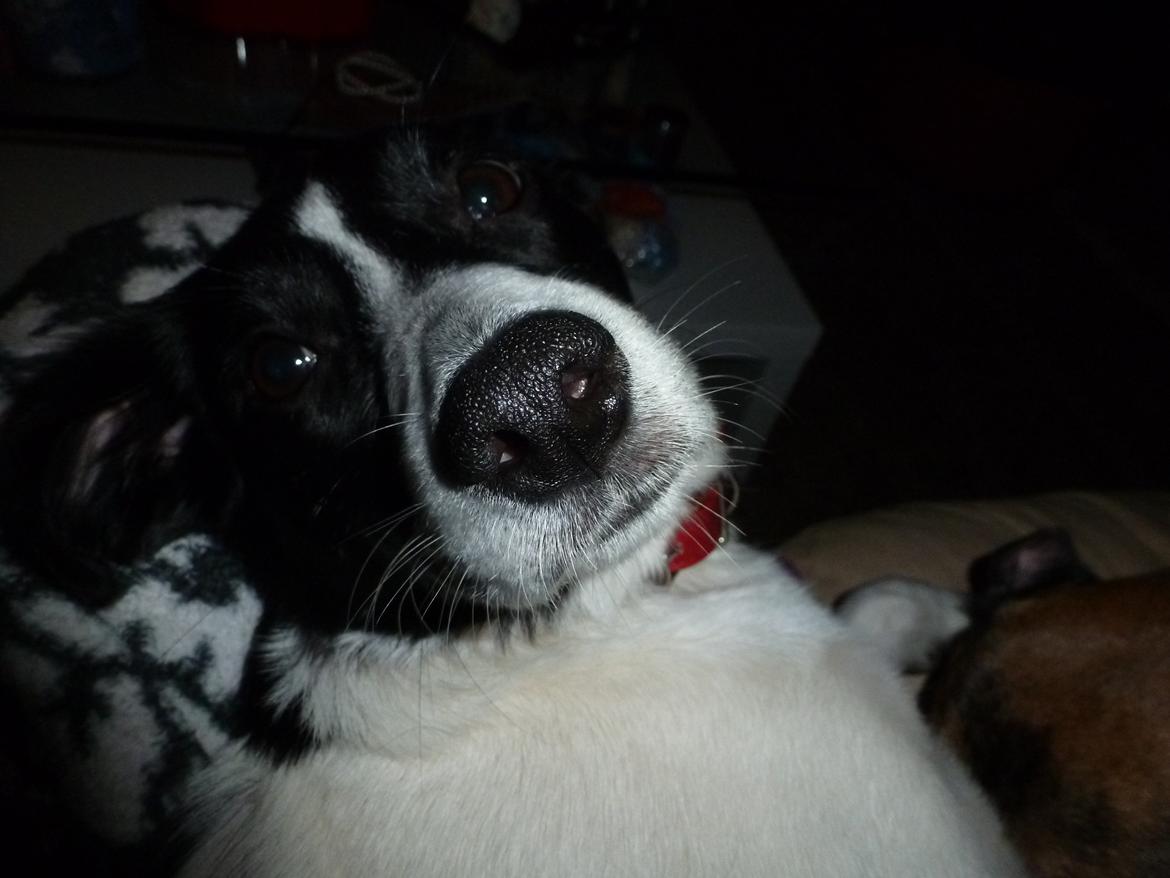 Blanding af racer Molly billede 5