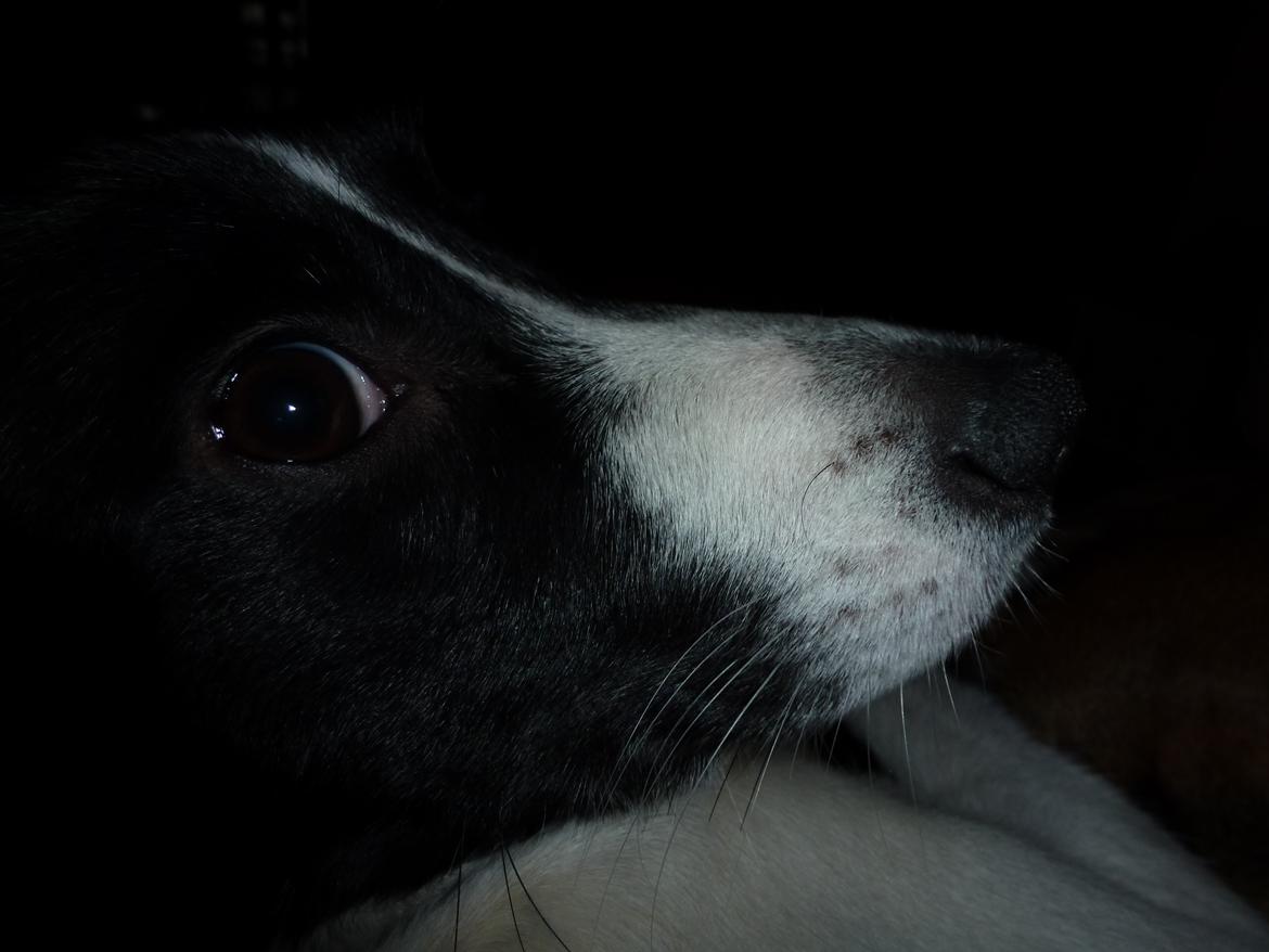 Blanding af racer Molly billede 6