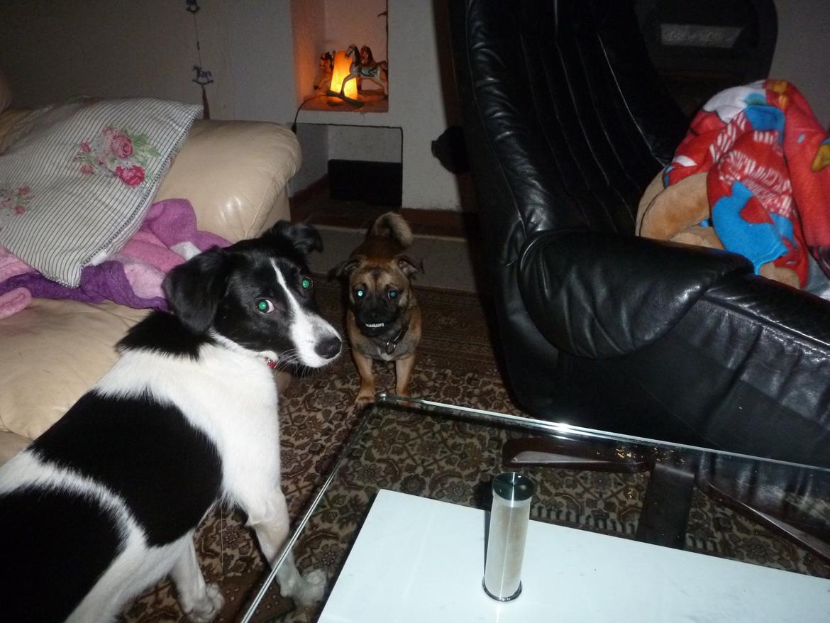 Blanding af racer Molly billede 7