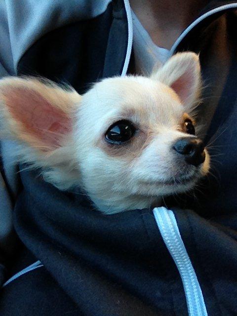 Chihuahua Cody billede 4