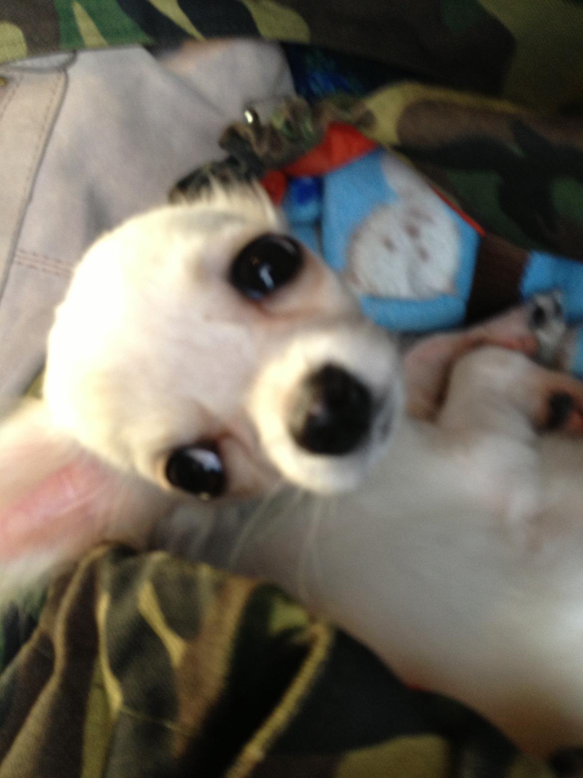 Chihuahua Cody billede 5