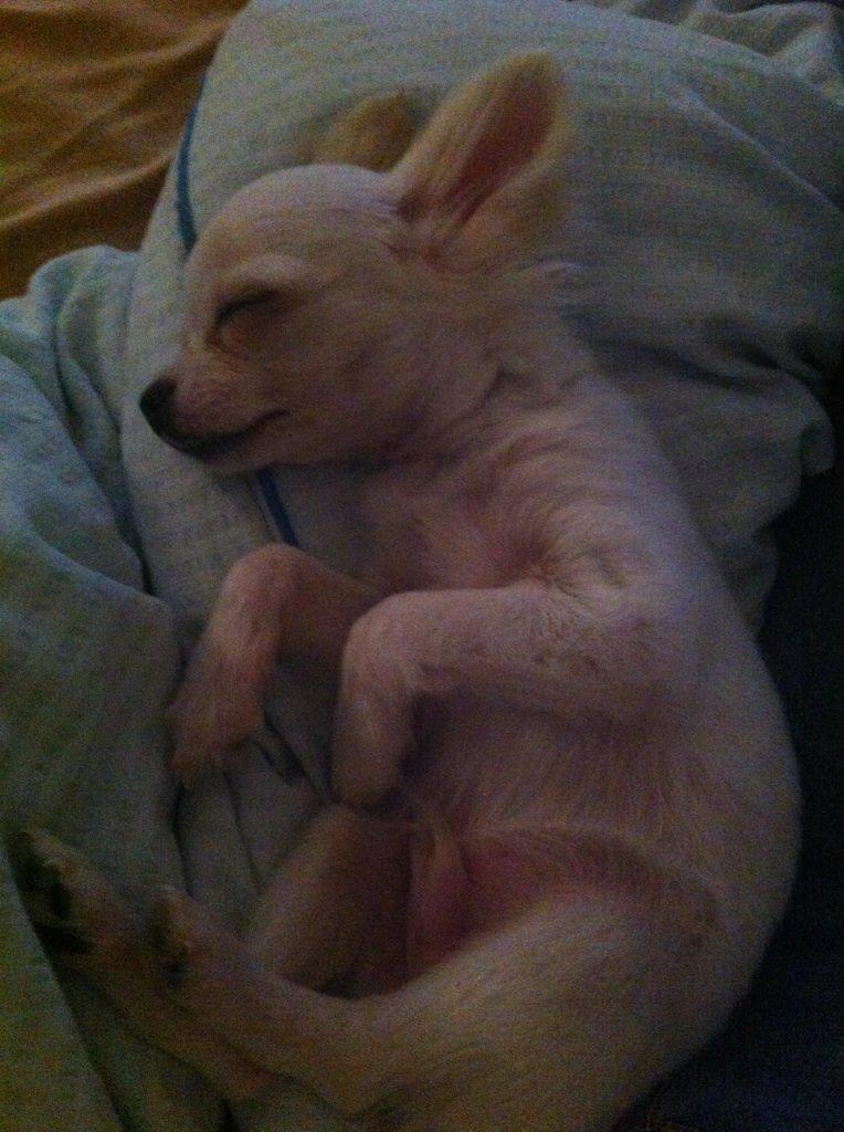 Chihuahua Cody billede 6