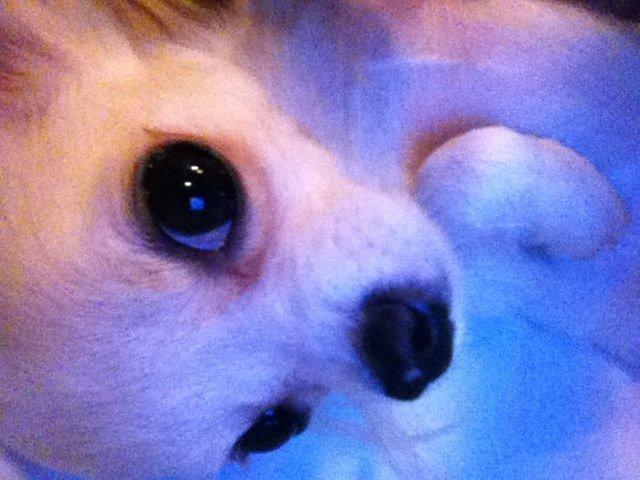 Chihuahua Cody billede 3