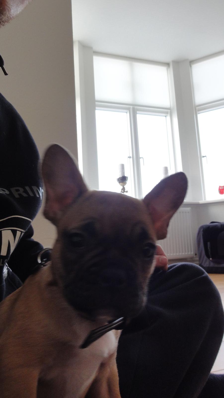 Fransk bulldog Sikki - 10 uger gammel billede 2