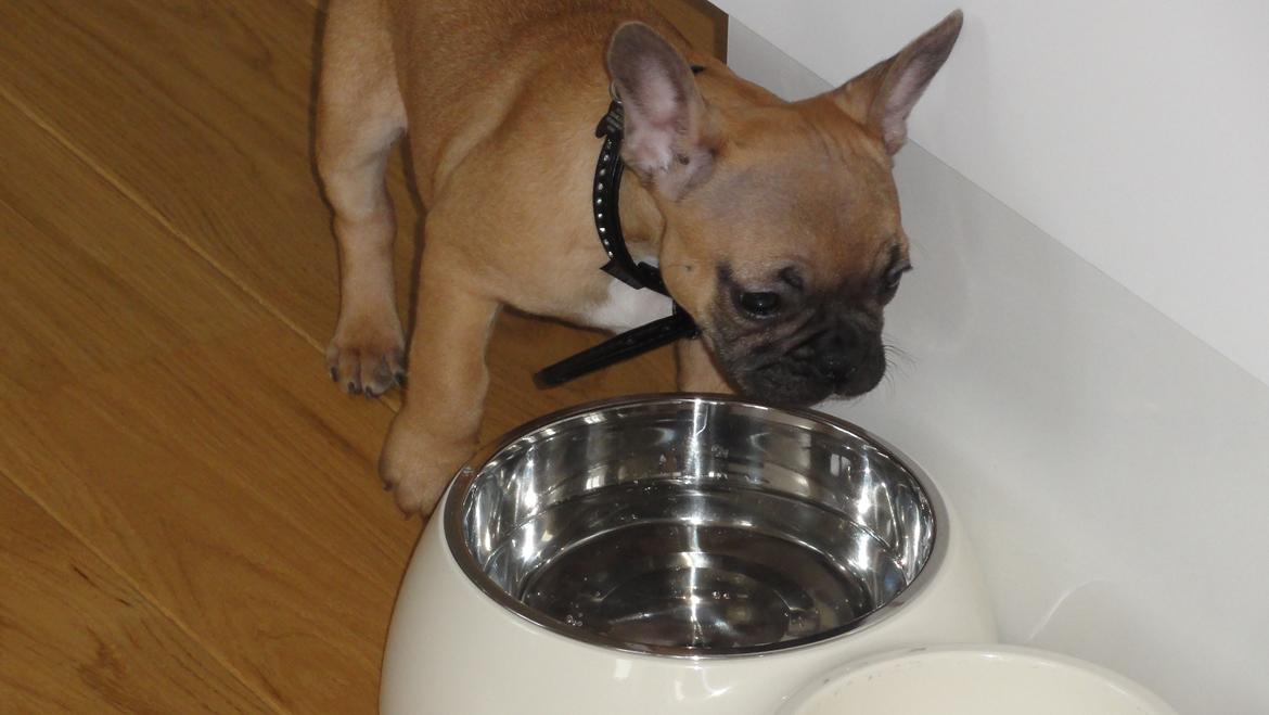 Fransk bulldog Sikki - 10 uger gammel billede 3