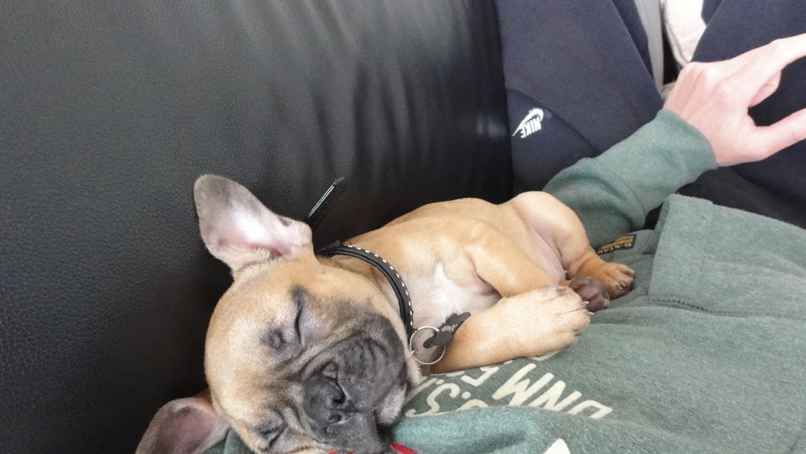 Fransk bulldog Sikki - 10 uger gammel billede 4