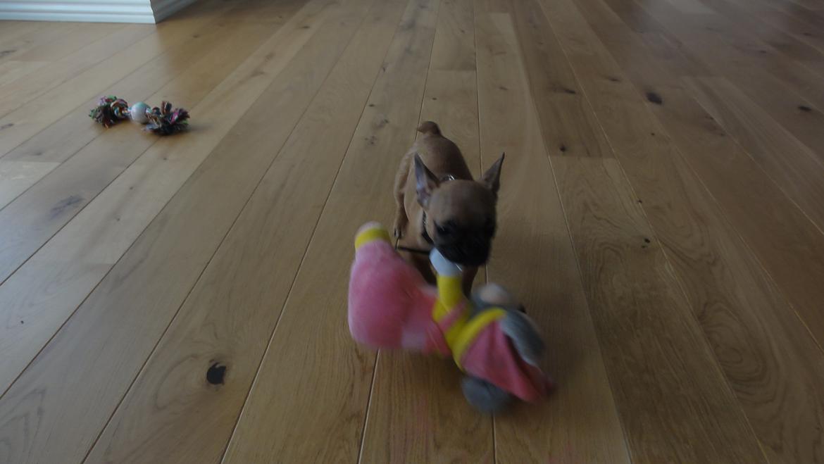 Fransk bulldog Sikki - 10 uger gammel billede 5