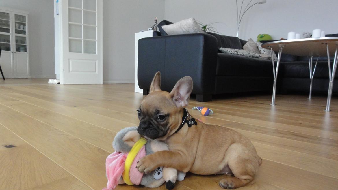 Fransk bulldog Sikki - 10 uger gammel billede 6