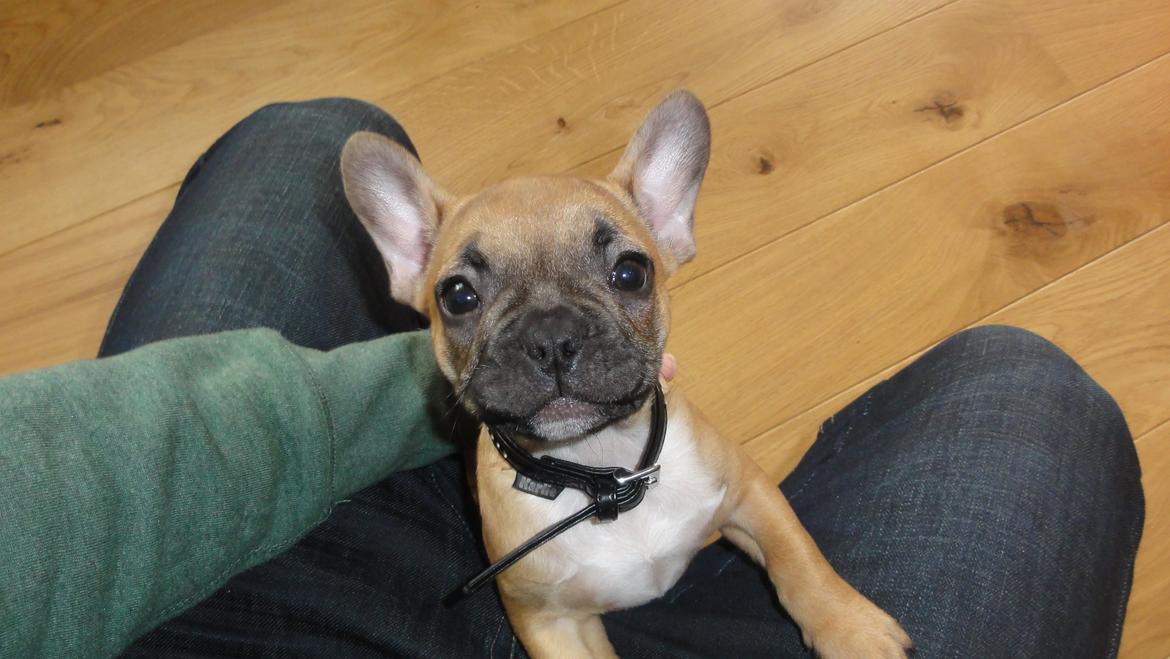 Fransk bulldog Sikki - 10 uger gammel billede 1